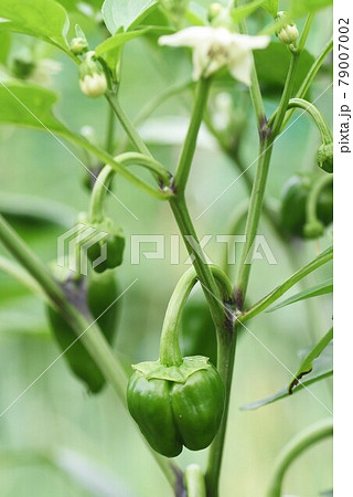 ピーマンの花 ピーマン 家庭菜園 野菜の花の写真素材