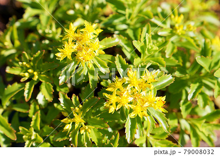 星型の花の写真素材