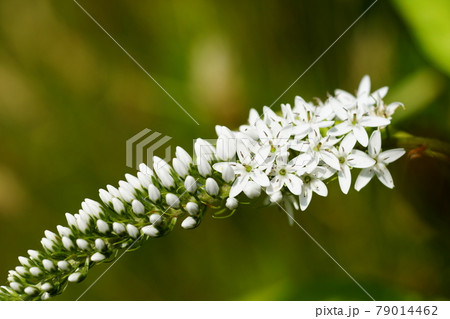 花 トラノオ 白い花 トラノオの花の写真素材
