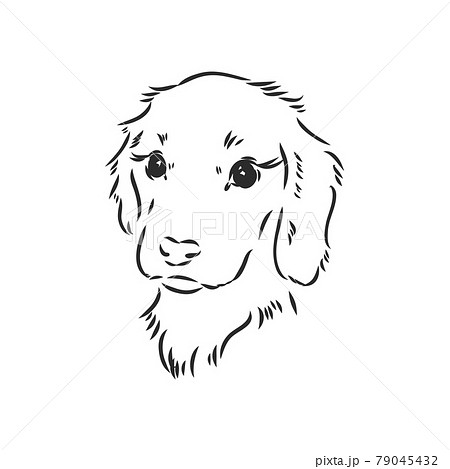犬 モノクロ 白黒 子犬のイラスト素材