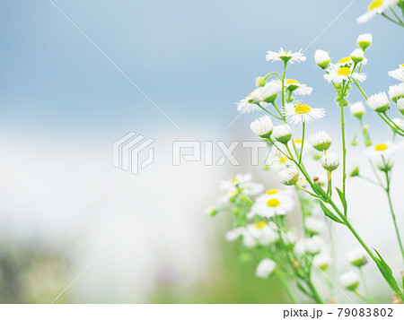 貧乏草 雑草 花の写真素材 - PIXTA