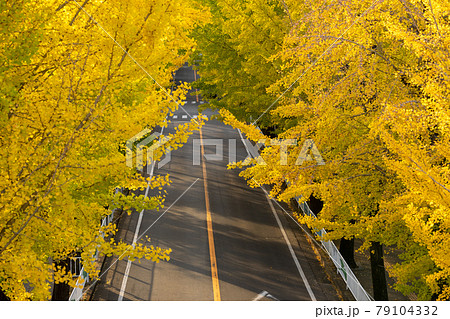 日陰 銀杏並木 樹木 イチョウの写真素材