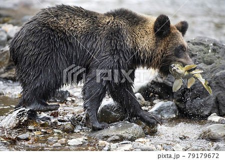 動物 鮭 熊 ヒグマの写真素材