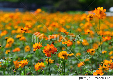 オレンジ色の花 多年草の写真素材