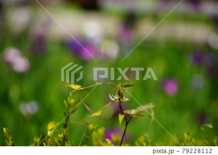 雑草 つる 植物 葉の写真素材