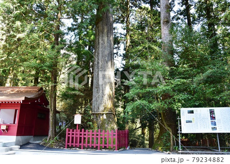 安産杉 箱根神社 大木の写真素材