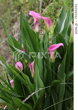 里芋の花の写真素材
