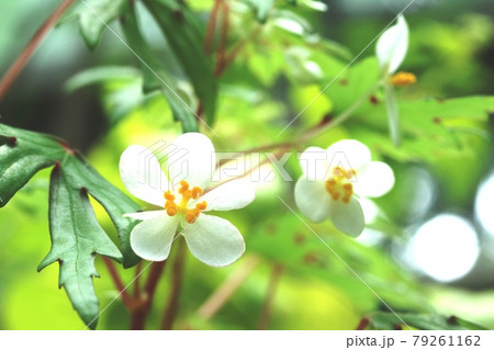 花びら5枚 花 5枚の写真素材