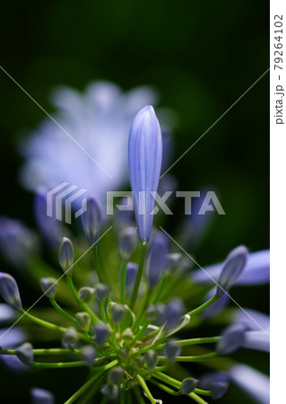 アガパンサスつぼみの写真素材