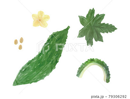 ゴーヤのイラスト素材集 ピクスタ