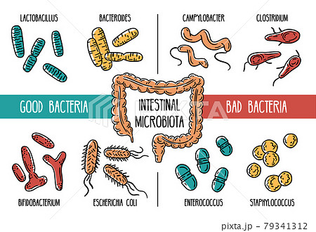 Vector Infographics Of The Human Gut Microbiotaのイラスト素材