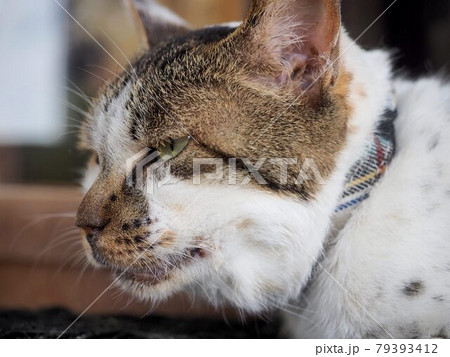 不細工 動物 猫の写真素材