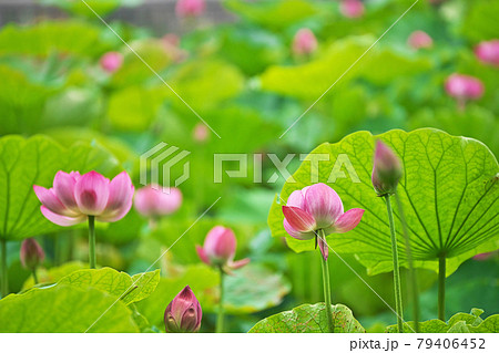 蓮華八葉 蓮華の写真素材