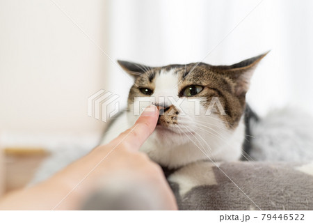 猫 キジトラ 匂い 嗅ぐの写真素材 - PIXTA