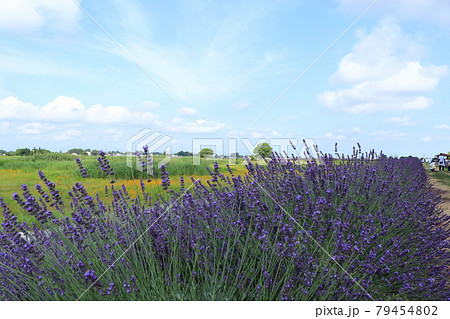 菖蒲ラベンダー堤の写真素材