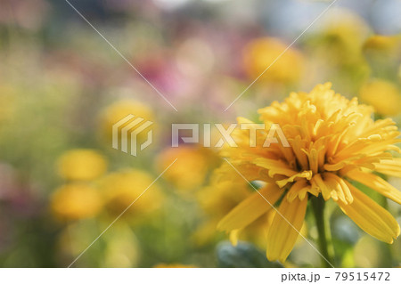 姫ひまわりの写真素材