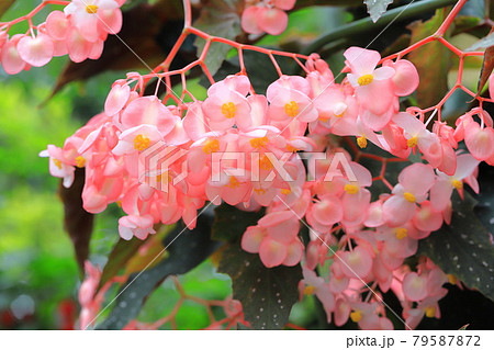 ベゴニア 木立性ベゴニア 花 白い花の写真素材