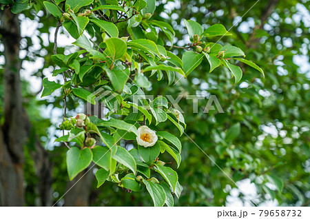 ナツツバキ つぼみ シャラ 夏椿の写真素材