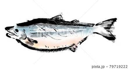 サケ 鮭 のイラスト素材集 ピクスタ