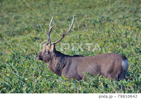 知床 蝦夷鹿 エゾシカ 鹿の写真素材 - PIXTA