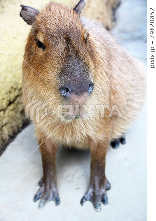 カピバラ 動物 動物園 座るの写真素材 - PIXTA