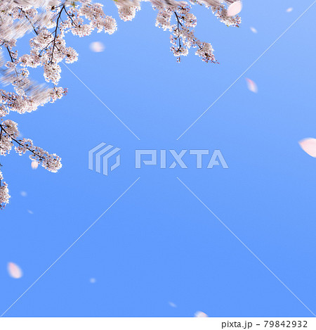 桜 風景 イラスト 青空のイラスト素材