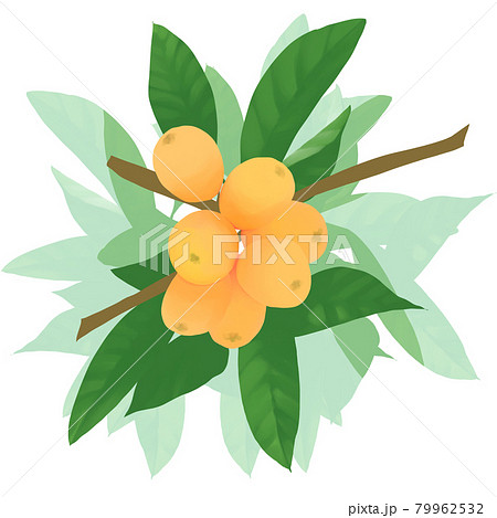 ビワ 枇杷 びわ 木のイラスト素材 - PIXTA