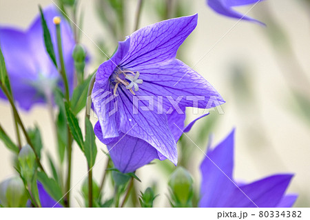 八重の花びらの写真素材