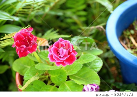 グロキシニア 花 赤色 植物の写真素材