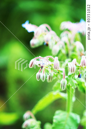 星型の花の写真素材