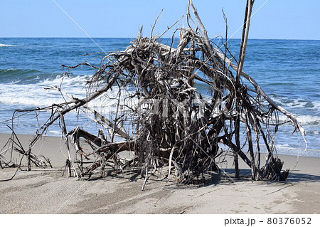 木 流木 漂流物 木材の写真素材 - PIXTA