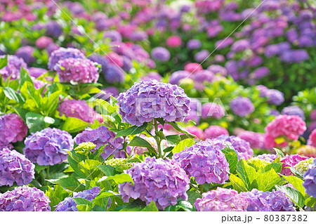 花 壁紙 紫陽花 梅雨の写真素材