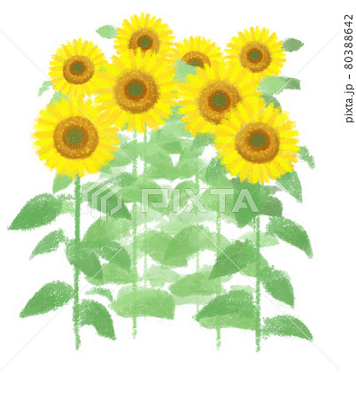 暑中お見舞い申し上げます 向日葵 暑中お見舞い 手書きのイラスト素材