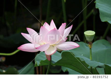 花托の写真素材