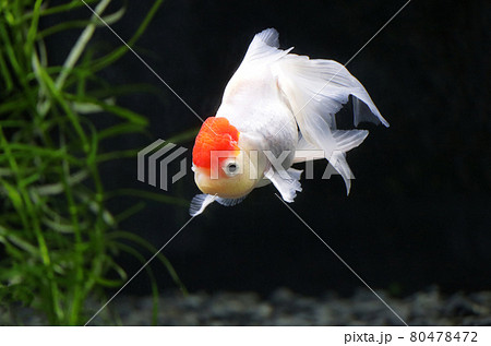 タンチョウ 丹頂 金魚 観賞魚の写真素材