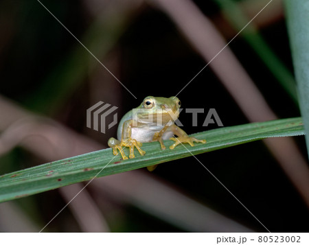 カエル シュレーゲルアオガエル 自然 かわいいの写真素材