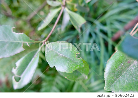 隠れミッキーの写真素材