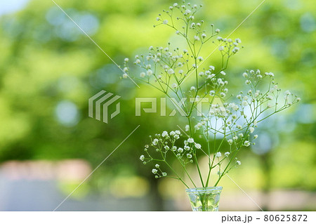 かすみそうの写真素材