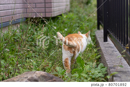 動物 猫 歩く 後ろ姿の写真素材