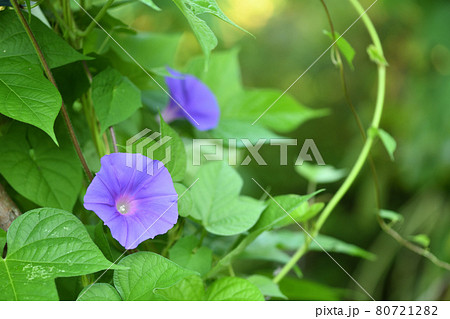 あさがお アサガオ 花粉 朝顔紫の写真素材