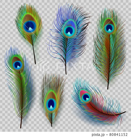 鳥 孔雀 羽 七色のイラスト素材