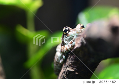 アマガエル かわいいの写真素材