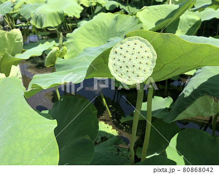 レンコン畑 葉の写真素材