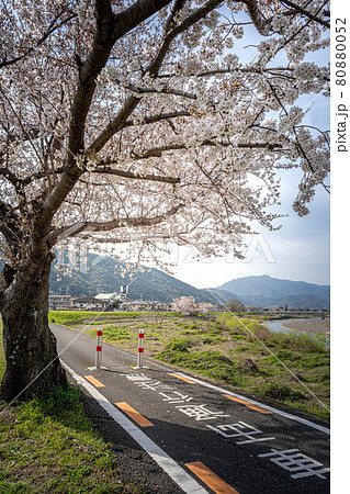 桂川サイクリングロードの写真素材