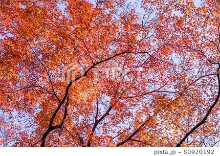 赤い枝 木 葉の写真素材