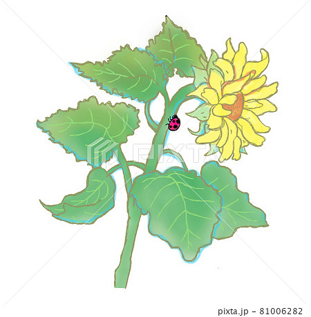 てんとう虫 葉 向日葵 ひまわりの写真素材