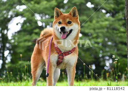 犬 壁紙 ペット 柴犬の写真素材