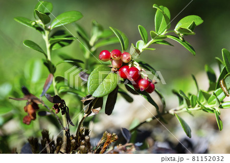 A Bucket Of Lingonberries And A Berry Picker In The Autumn Forest