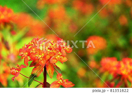 オレンジ色の花 多年草の写真素材