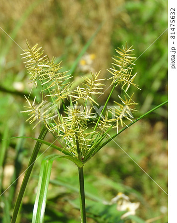 スゲ 花 植物 雑草の写真素材